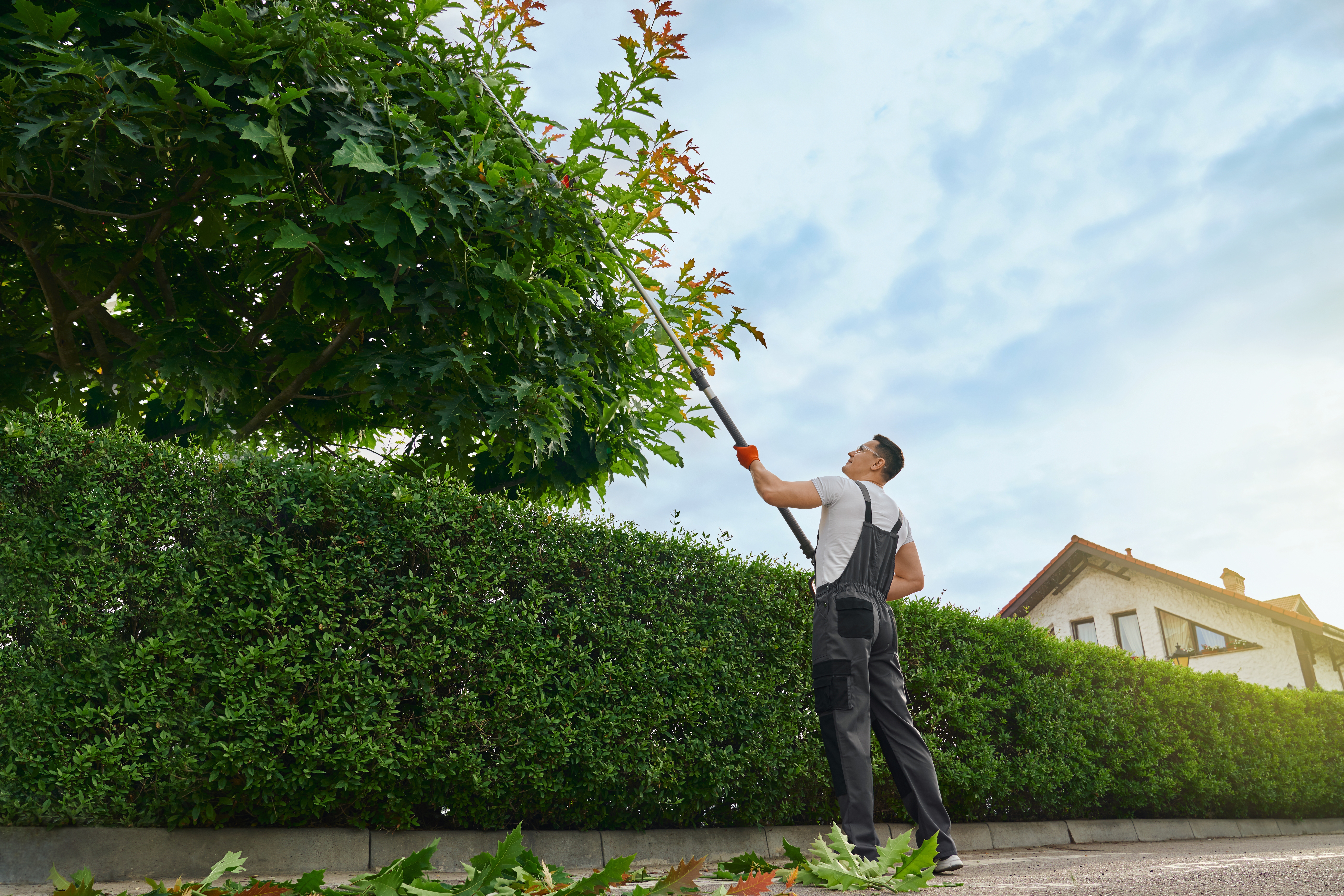 A tree surgeon pruning trees